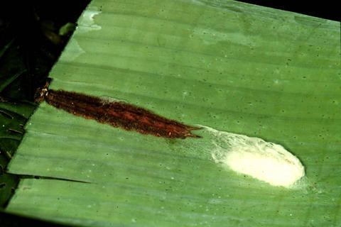Larva
