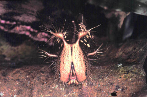 Larva