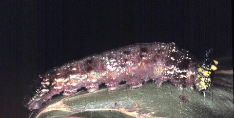 Larva