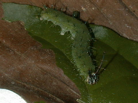 Larva