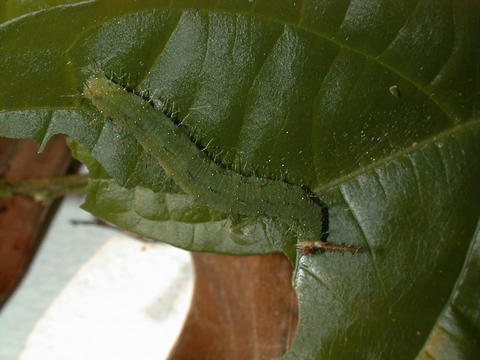 Larva