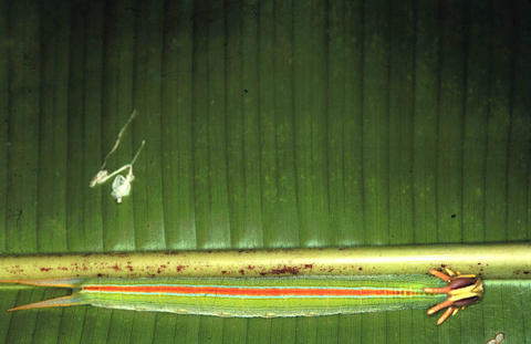 Larva