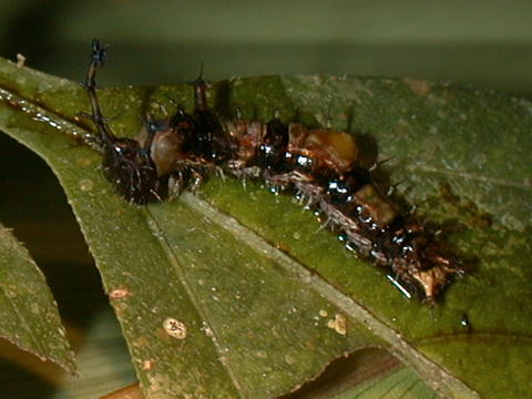 Larva