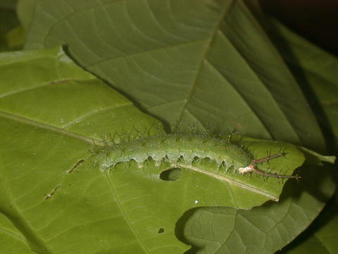 Larva