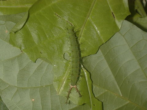 Larva