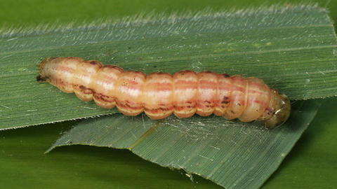 Prepupal larva of Xenomigia phaeoloma (YBS Voucher #45335).
