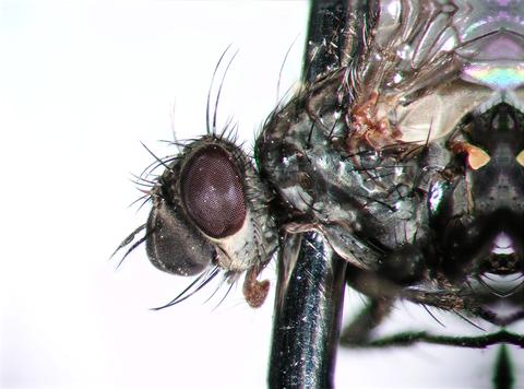 male head side