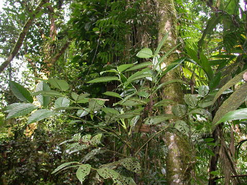 Habit