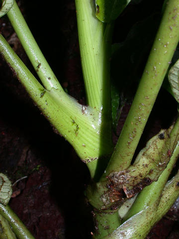 Stems, Petioles and Sheathing Stipules