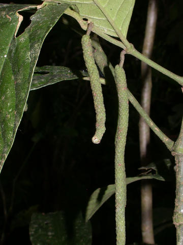 Infructescences
