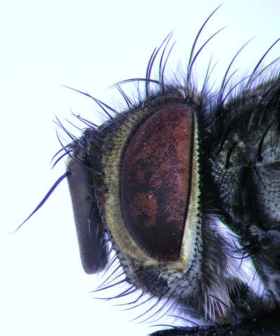 side head