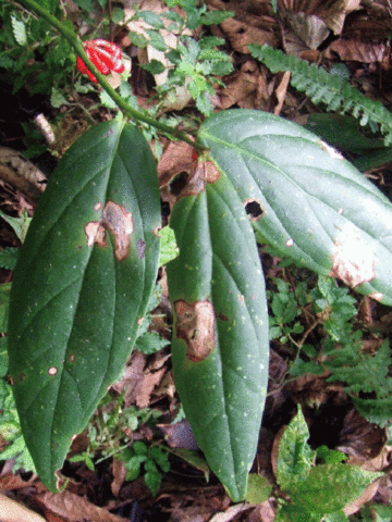 hábito