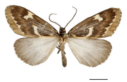 Holotype male of Xenomigia phaeoloma (dorsal), Yanayacu Biological Station, Napo, Ecuador